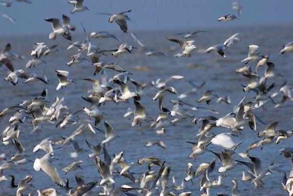 Bref, le rendez-vous quotidien : La psychose des oiseaux. | LE MONDE.FR